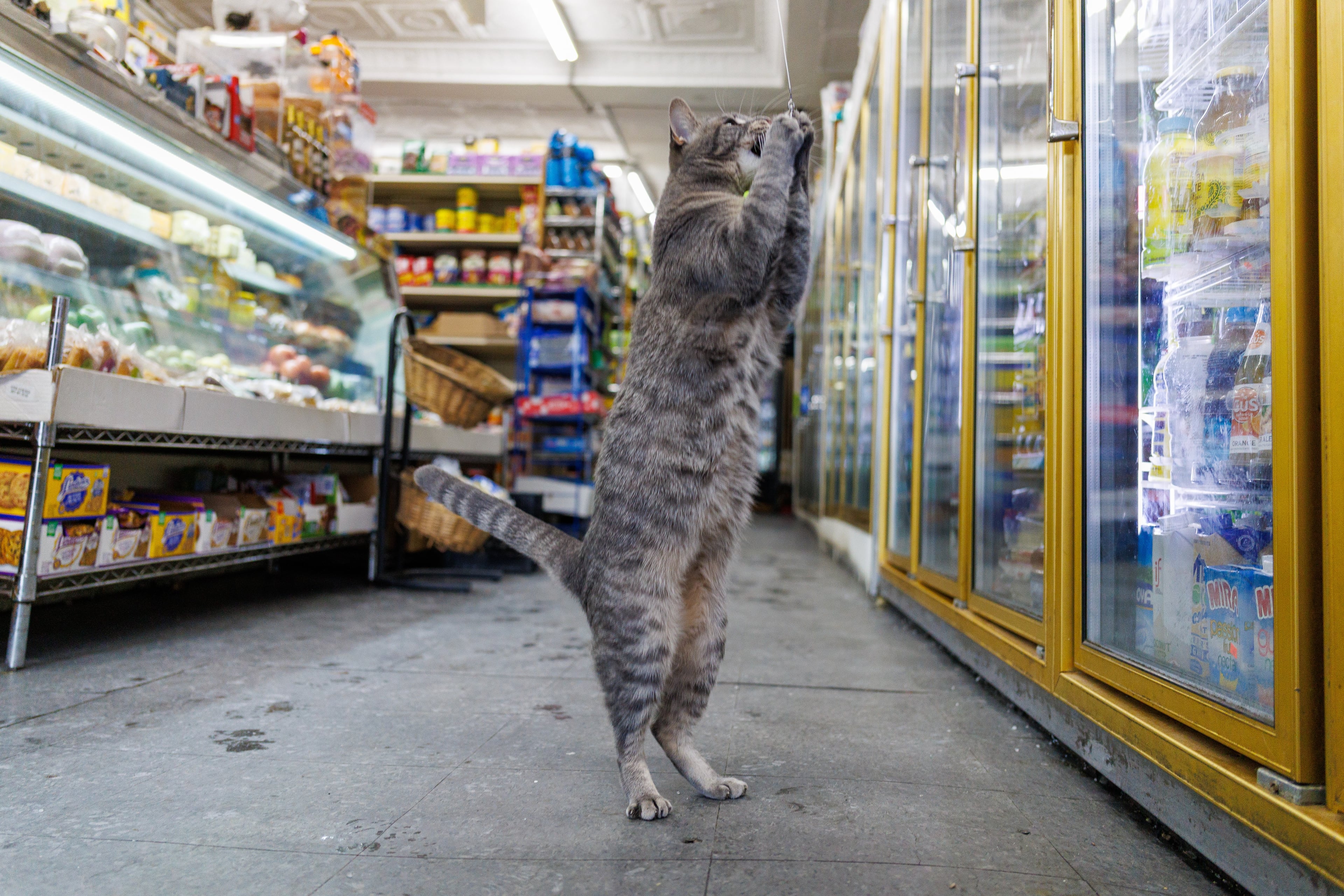 Close-up of Ashley the gray tabby tracking movement in her store