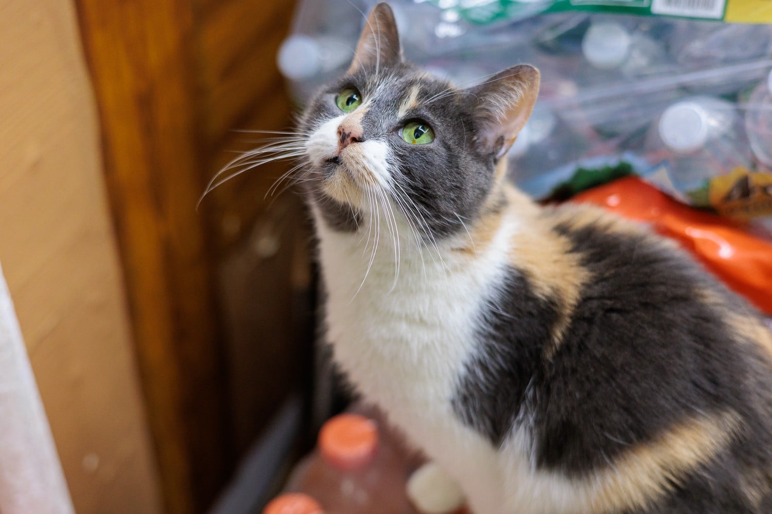 Francesca moving along the route between Williamsburg bodega cats