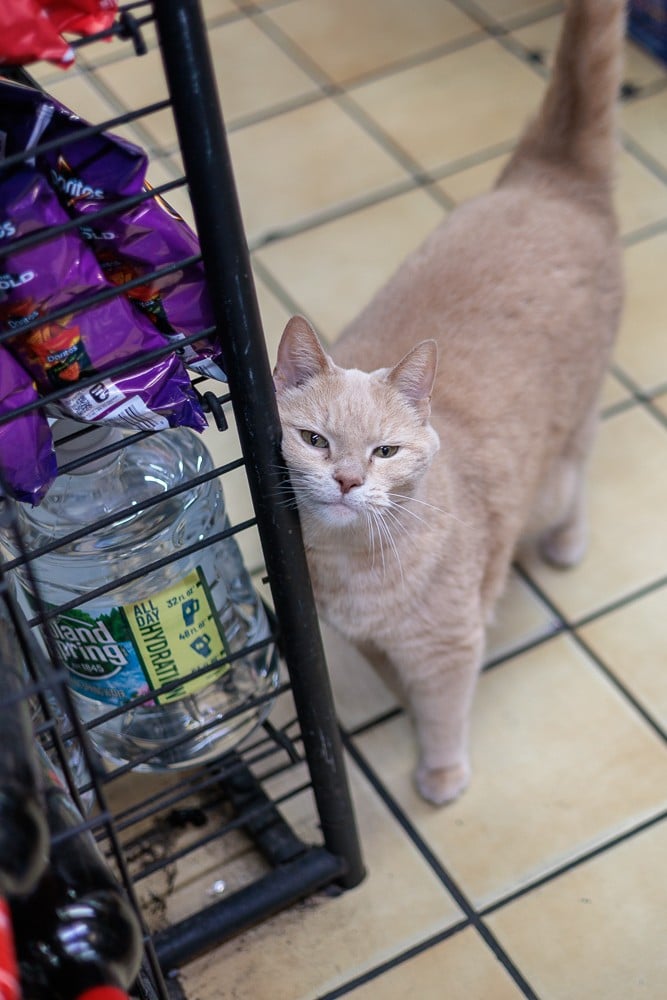 Leena on the bodega floor near a customer's legs on York Avenue