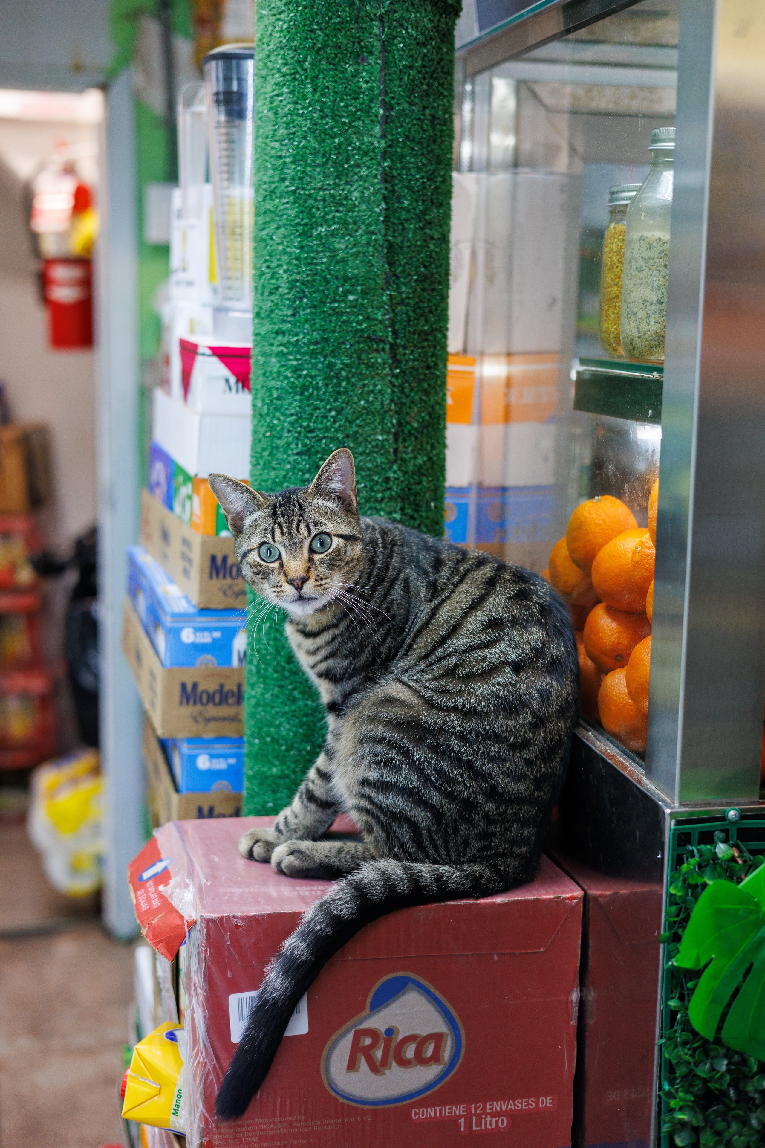 A customer crouching to play with Sofia in Williamsburg