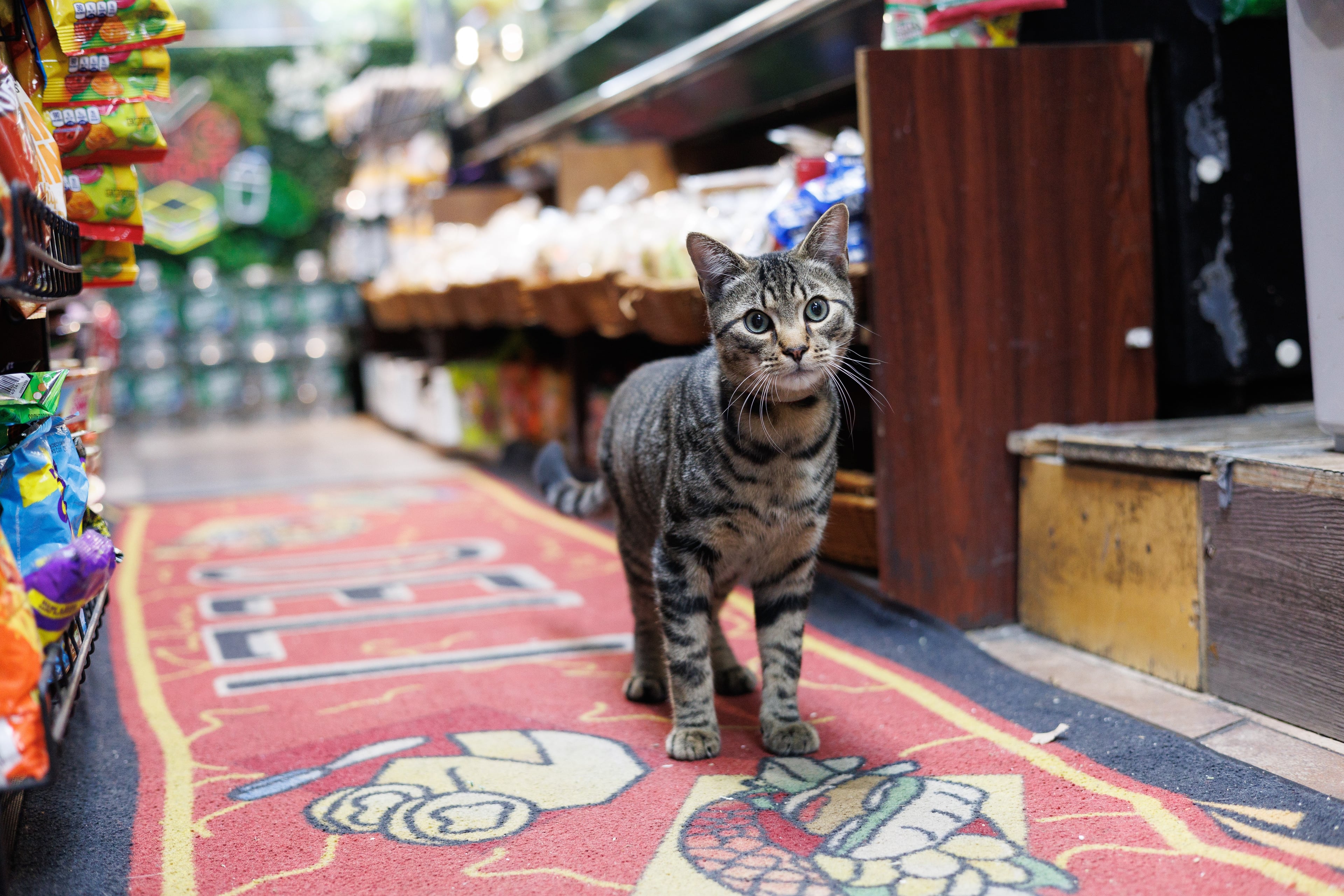 Sofia mid-play with a toy in her Graham Avenue bodega